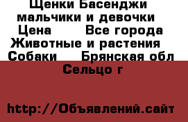 Щенки Басенджи ,мальчики и девочки › Цена ­ 1 - Все города Животные и растения » Собаки   . Брянская обл.,Сельцо г.